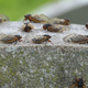 Brood X cicadas gathering on a stone surface